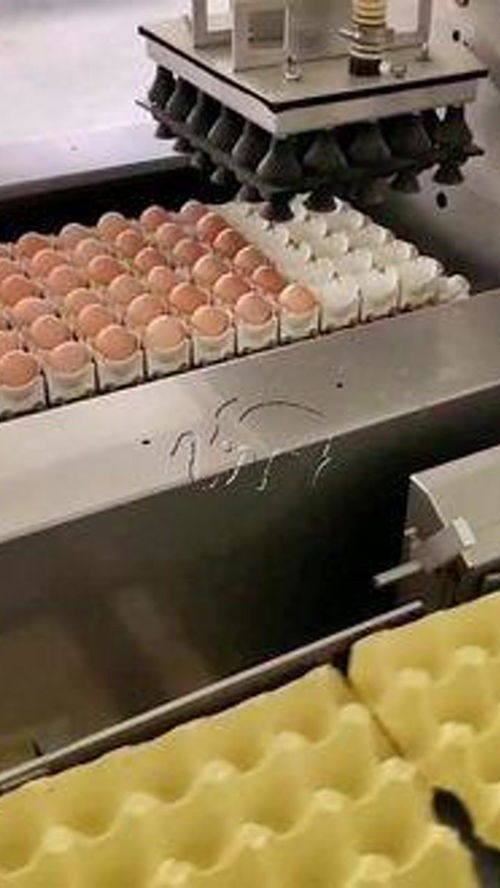雞蛋自動擺盤流水線 雞蛋 養(yǎng)雞廠 食品機械設備 自動化生產線